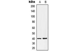 Western blot analysis of EDG7 expression in HepG2 (A), NT2D1 (B) whole cell lysates.