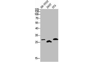 Western blot analysis of SH-SY5Y 293T 3T3 lysis using Phospho-DREAM (S63) antibody. (DREAM antibody  (pSer63))