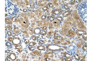 UBXD2 antibody was used for immunohistochemistry at a concentration of 4-8 ug/ml to stain Epithelial cells of renal tubule (arrows) in Human Kidney. (UBXD2 antibody  (Middle Region))