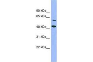 GFOD1 anticorps  (AA 287-336)
