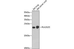 Western blot analysis of extracts of various cell lines, using PLG2D antibody (ABIN6132162, ABIN6145727, ABIN6145729 and ABIN6222983) at 1:1000 dilution. (PLA2G2D antibody  (AA 21-145))