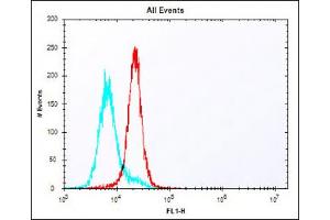 Overlay histogram showing K562 cells stained with (ABIN6243691 and ABIN6578148) (red line). (HLA-DQA1 antibody  (C-Term))