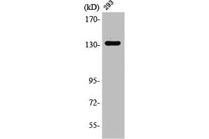 Western Blot analysis of 293 cells using RACK7 Polyclonal Antibody (ZMYND8 antibody  (Internal Region))