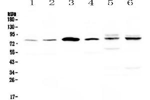 Western blot analysis of CEP68 using anti-CEP68 antibody .