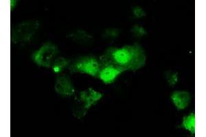 Anti-ERCC1 mouse monoclonal antibody (ABIN2453006) immunofluorescent staining of COS7 cells transiently transfected by pCMV6-ENTRY ERCC1 (RC200478). (ERCC1 antibody)