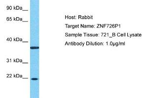 Host: Rabbit Target Name: ZNF726P1 Sample Type: 721_B Whole Cell lysates Antibody Dilution: 1. (ZNF726P1 antibody  (N-Term))