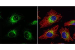 Immunofluorescence (IF) image for anti-Protein Disulfide Isomerase Family A, Member 3 (PDIA3) (C-Term) antibody (ABIN2854699)