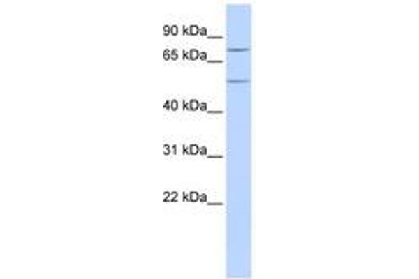 ZNF582 antibody  (AA 72-121)