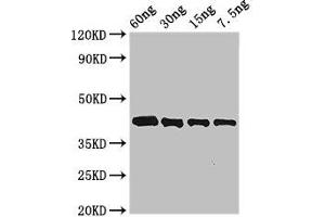 Western Blot Positive WB detected in Recombinant protein All lanes: Arginine esterase antibody at 3 μg/mL Secondary Goat polyclonal to rabbit IgG at 1/50000 dilution predicted band size: 42 kDa observed band size: 42 kDa (Kallikrein 2 antibody  (AA 25-260))