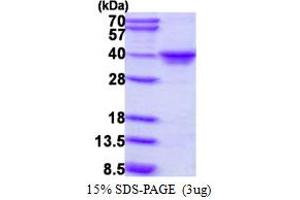 SDS-PAGE (SDS) image for MAF1 Homolog (MAF1) (AA 1-256) protein (His tag) (ABIN667545)