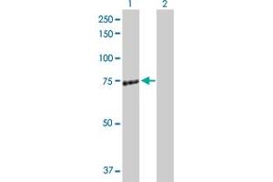 Western Blot analysis of ZAP70 expression in transfected 293T cell line by ZAP70 MaxPab polyclonal antibody. (ZAP70 antibody  (AA 1-619))