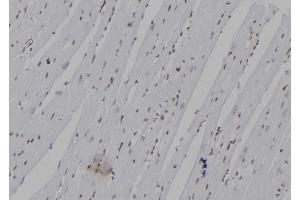 ABIN6277336 at 1/100 staining Mouse heart tissue by IHC-P. (Neurogenin 3 antibody  (N-Term))