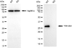 Western blotting analysis using YWHAH antibody (ABIN7797410). (14-3-3 eta antibody)