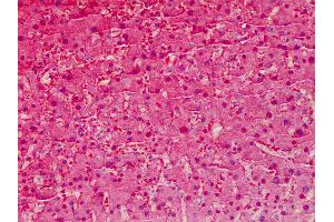 Anti-ARG1 antibody IHC of human liver. (Liver Arginase antibody  (AA 1-145))