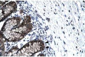 Immunohistochemical staining (Formalin-fixed paraffin-embedded sections) of human stomach with FOXJ2 polyclonal antibody  at 4-8 ug/mL working concentration. (Forkhead Box J2 antibody  (Internal Region))