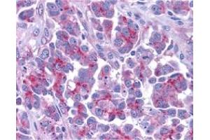 Image no. 1 for anti-Second Mitochondria-Derived Activator of Caspase (DIABLO) (AA 225-239) antibody (ABIN204877) (DIABLO antibody  (AA 225-239))