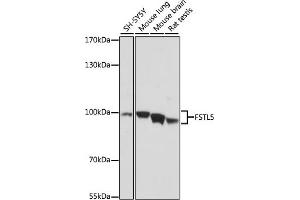 Western blot analysis of extracts of various cell lines, using FSTL5 antibody (ABIN7267229) at 1:1000 dilution. (FSTL5 antibody  (AA 21-250))