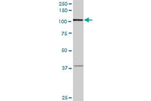 Syndetin/VPS50 antibody  (AA 862-965)