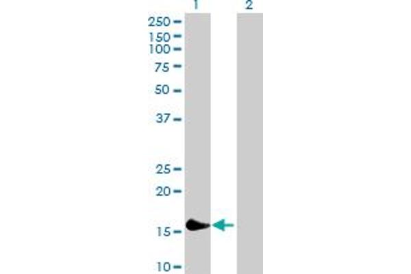 PLA2G16 antibody  (AA 1-162)
