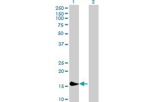 PLA2G16 antibody  (AA 1-162)