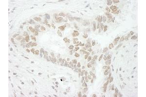 Immunohistochemistry (IHC) image for anti-CD3e Molecule, epsilon Associated Protein (CD3EAP) (AA 404-454) antibody (ABIN7448916) (CD3EAP antibody  (AA 404-454))