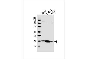 Lane 1: HeLa, Lane 2: THP-1, Lane 3: A431 cell lysate at 20 µg per lane, probed with bsm-51432M VAMP8 (1414CT354. (VAMP8 antibody)