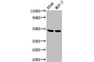 Western Blot Positive WB detected in: A549 whole cell lysate, MCF-7 whole cell lysate All lanes: LOX antibody at 3. (LOX antibody  (AA 174-417))