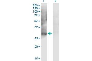 Western Blot analysis of PDX1 expression in transfected 293T cell line by IPF1 monoclonal antibody (M02), clone 4E12. (PDX1 antibody  (AA 109-208))