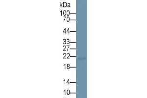 Rabbit Capture antibody from the kit in WB with Positive Control: Rat lung lysate. (Surfactant Protein C ELISA Kit)