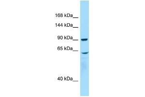 WHAMM antibody  (C-Term)