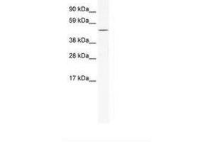 Image no. 1 for anti-V-Rel Reticuloendotheliosis Viral Oncogene Homolog B (RELB) (N-Term) antibody (ABIN202759) (RELB antibody  (N-Term))