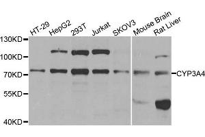 Western blot analysis of extracts of various cell lines, using CYP3A4 antibody. (CYP3A4 antibody  (AA 244-503))