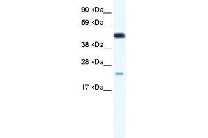 WB Suggested Anti-TCF7 Antibody Titration:  0. (TCF7 antibody  (Middle Region))