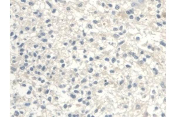 UGCG antibody  (AA 39-171)