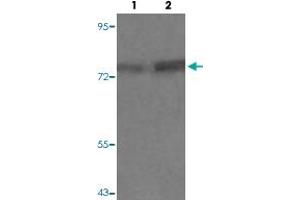 Western blot analysis of Lane 1: PC12 cells, Lane 2: PMA treated PC12 cells with PRKCQ (phospho S676) polyclonal antibody  at 1:500-1:1000 dilution.