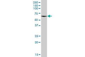CPNE3 MaxPab polyclonal antibody. (Copine III antibody  (AA 1-537))