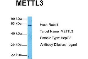 Host:  Rabbit  Target Name:  METTL3  Sample Tissue:  Human HepG2  Antibody Dilution:  1. (METTL3 antibody  (Middle Region))