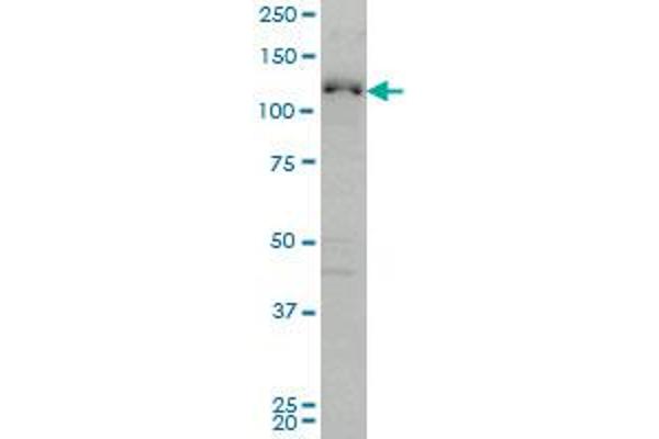 ABL2 antibody  (AA 743-842)