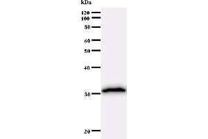 Western Blotting (WB) image for anti-Homeobox A7 (HOXA7) antibody (ABIN930984) (HOXA7 antibody)