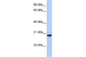 WB Suggested Anti-CLDND1 Antibody Titration:  0. (CLDND1 antibody  (Middle Region))