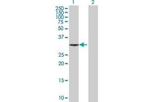Western Blot analysis of XRCC2 expression in transfected 293T cell line by XRCC2 MaxPab polyclonal antibody. (XRCC2 antibody  (AA 1-280))