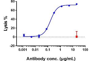anti-MS4A1 (Rituximab Biosimilar) antibody