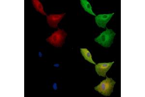 ABIN7096969 and ABIN7101036 staining  cells by IF/ICC. (TMEM93 antibody)