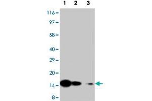 Western blot analysis of recombinant Il7 protein with Il7 polyclonal antibody . (IL-7 antibody  (N-Term))