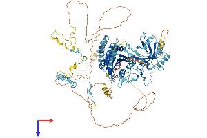 DEAD/H (Asp-Glu-Ala-Asp/His) Box Polypeptide 26B (DDX26B) (AA 1-861) protein (His tag)