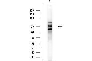 Western blot analysis of lysates from Mouse lung, using hnRNP Q Mouse Monoclonal Antibody.