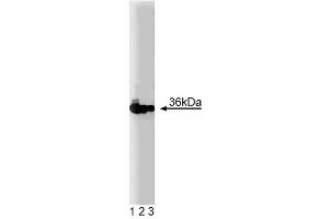 Western blot analysis of PCNA on a Jurkat cell lysate (Human T-cell leukemia, ATCC TIB-152). (PCNA antibody  (AA 68-230))