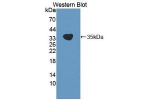 Figure. (IMPDH2 antibody  (AA 226-514))