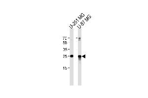 Western blot analysis of lysates from U-251 MG, U-87 MG cell line (from left to right), using VTI1A Antibody (C-term) (ABIN652543 and ABIN2842365). (VTI1A antibody  (C-Term))