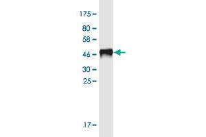 Western Blot detection against Immunogen (46. (RIPPLY3 antibody  (AA 1-190))